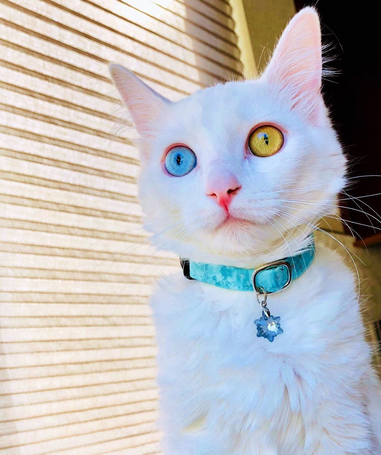 snowflake cat collar