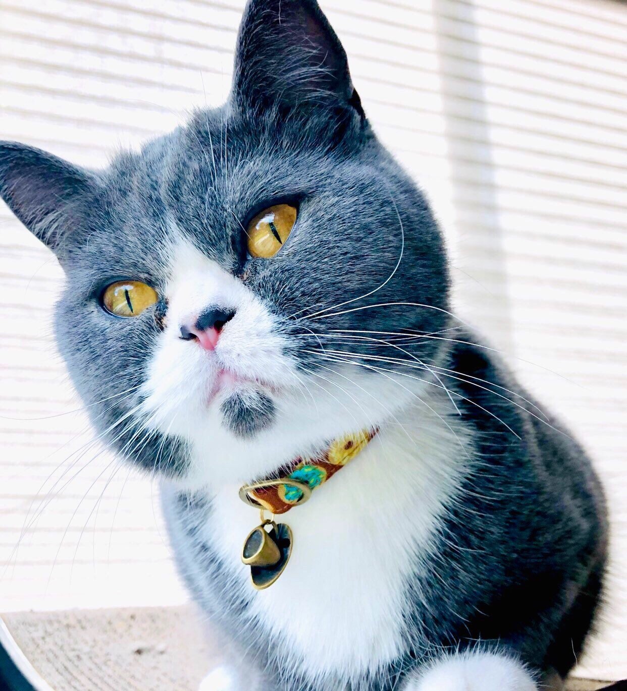 Donut Cat Collar Breakaway Safety Collar Sugar Sweet Collar Etsy