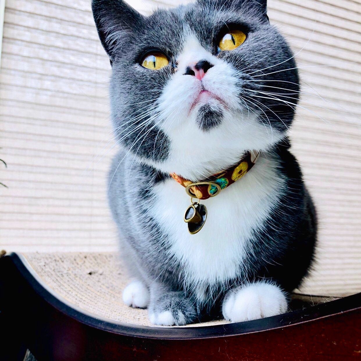 Donut Cat Collar Breakaway Safety Collar Sugar Sweet Collar Etsy