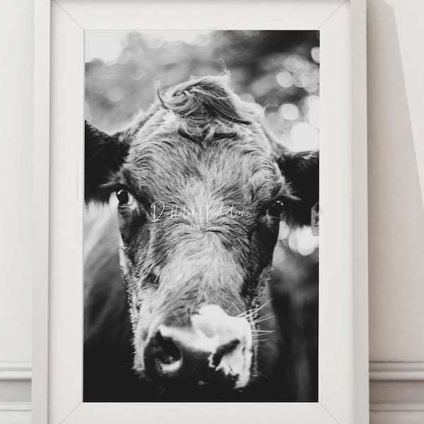 Cow Pictures Wall Art Black and White Rustic Cow Images Digital Download Doubletake Productions