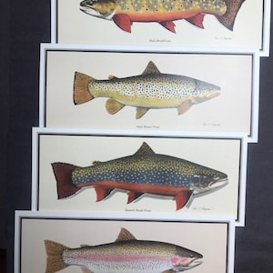 Klassieke viskunst: set van 4 forelkaarten (kaart met beek, beekforel, regenboogforel en forel)