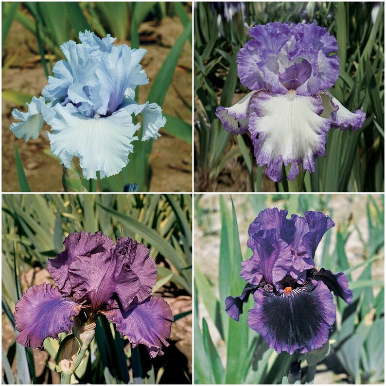 BulbsRootsRhizomes TubersPlan Reblooming German Iris Reblooming Mix Collection #3