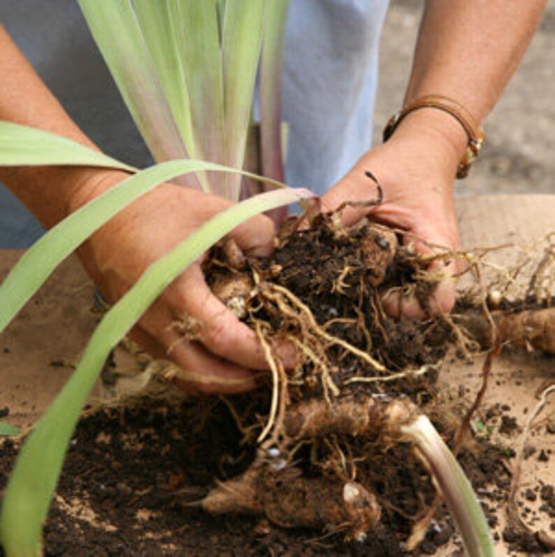 BulbsRootsRhizomes TubersPlan Reblooming German Iris Reblooming Mix Collection #3