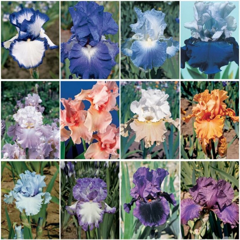 Best Bet Reblooming German Iris Flowers