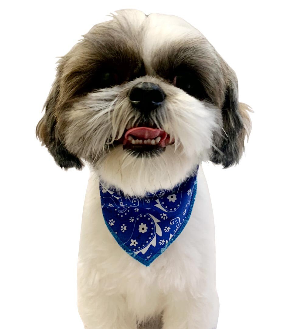 12 Assorted PAISLEY Dog Bandanas. Groomers Bulk Variety Pack. Six Sizes for Great Fit. Wholesale