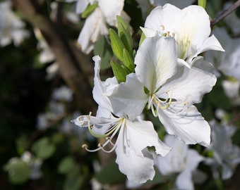 White Orchid Tree Etsy