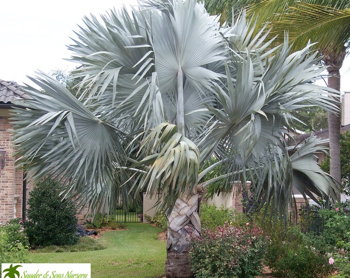 Live Silver Bismarck Palm Trees Etsy