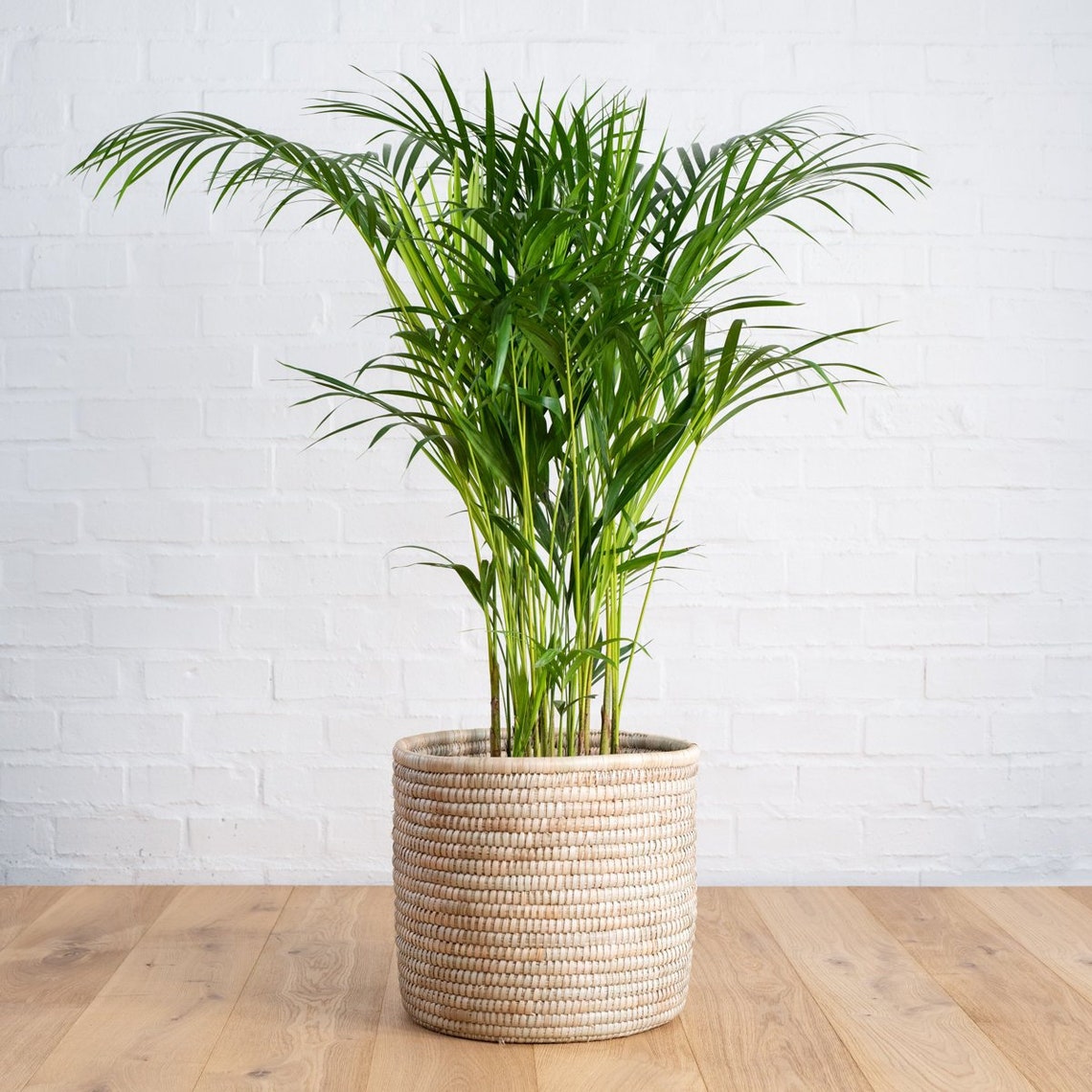 Live Parlor Palms Multiple Palms Per Pot 1 Gallon Great Etsy
