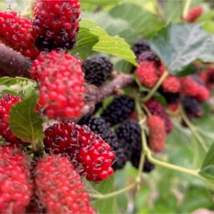 May include: Close-up of a mulberry branch with clusters of ripe, red and black berries. The berries are in various stages of ripeness, with some still developing. Green leaves provide a natural backdrop.