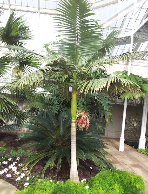 Live King Palm Trees 1 Gallon Etsy