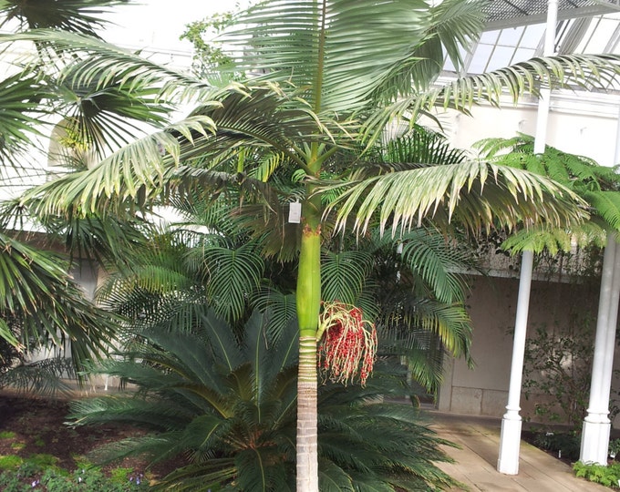 Live King Palm Trees 1 Gallon Etsy