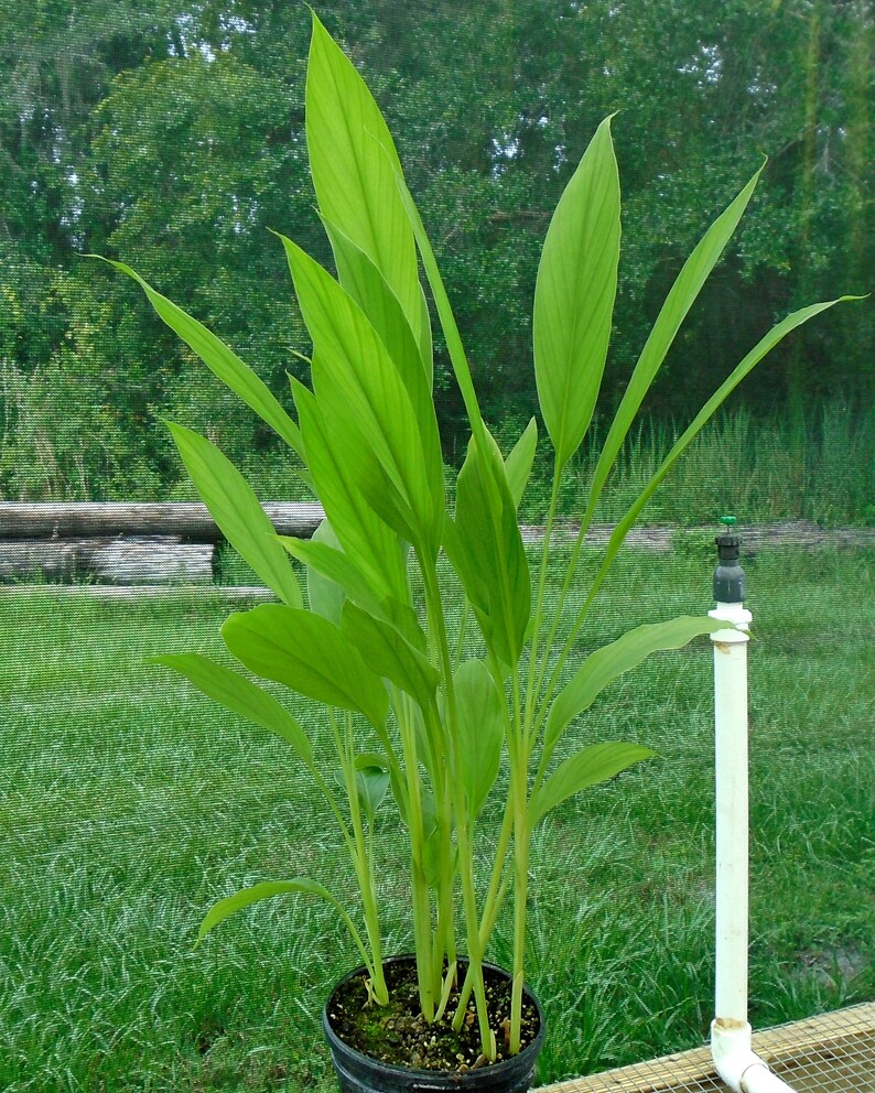 Live Yellow Turmeric Plants 1 Gallon Etsy