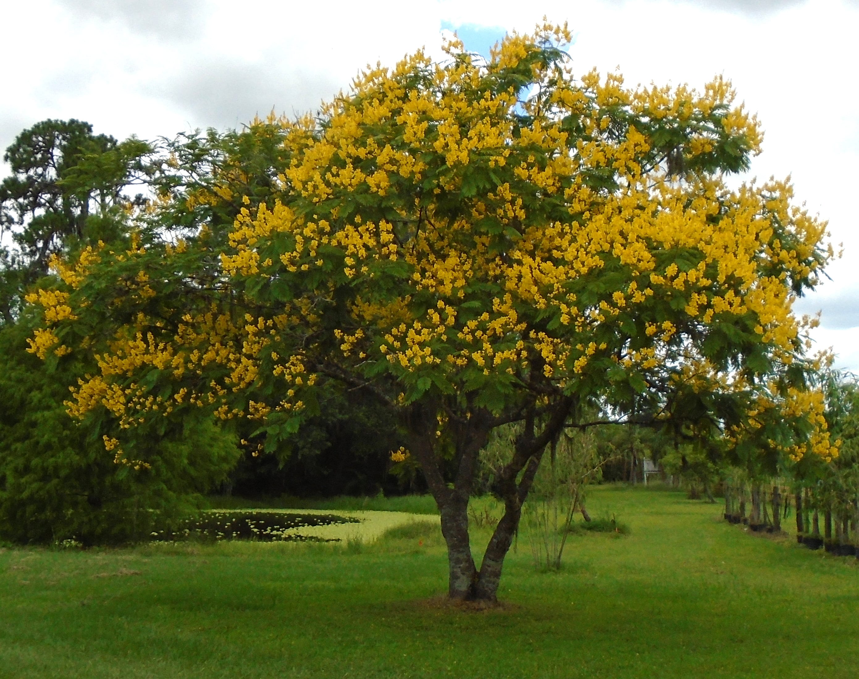 Árboles de Jacaranda Amarillo Vivo 1 Galón Árboles con Flores - Etsy España