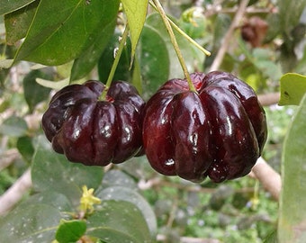 Live Black Surinam Cherry Plant 2 To 3 Feet Tall 1 Gallon Does Not Ship To California