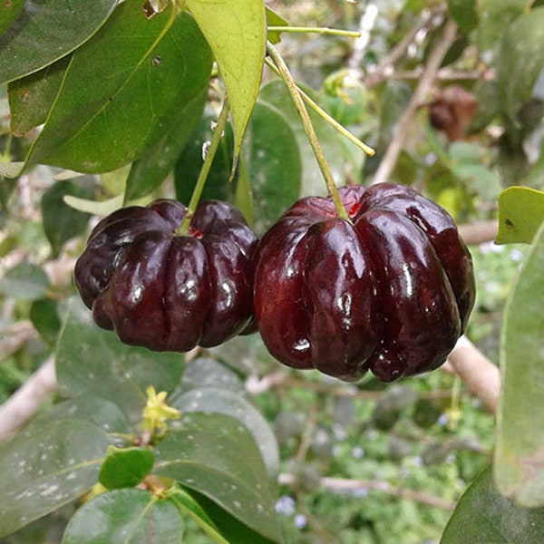 Live Black Surinam Cherry Plant 2 To 3 Feet Tall 1 Gallon Does Not Ship To California