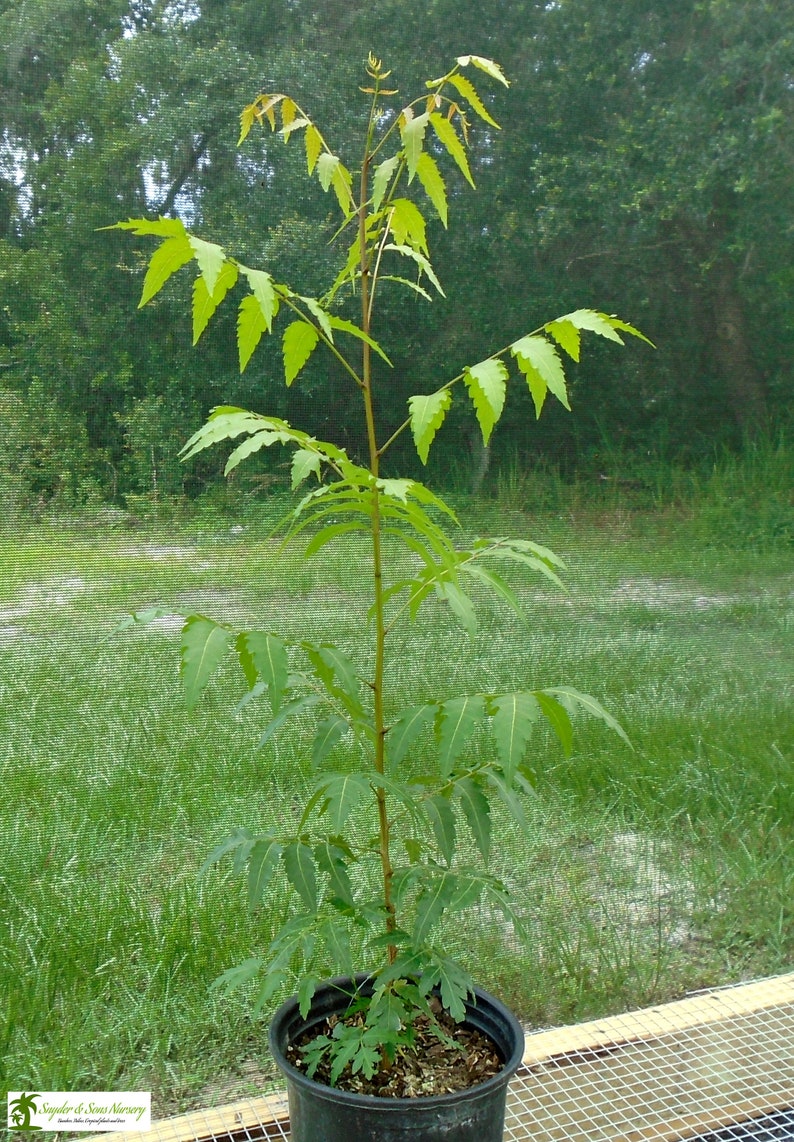 Live Neem Trees Amazing Useful Trees 2 to 3 Feet Tall 1 Etsy