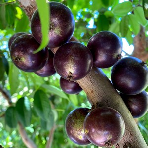 Rare Grafted 'Grimal' Jaboticaba, Brazilian Grape Tree, 1 Gallon, Does Not Ship To California