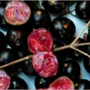 Very Rare Grafted 'Polpa Roxa' Jaboticaba 1 Gallon Does Not Ship To California