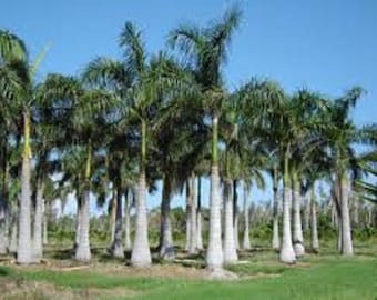 Live Cuban Royal Palm Trees 1 Gallon 2 to 3 Feet Tall Does Not Ship To California