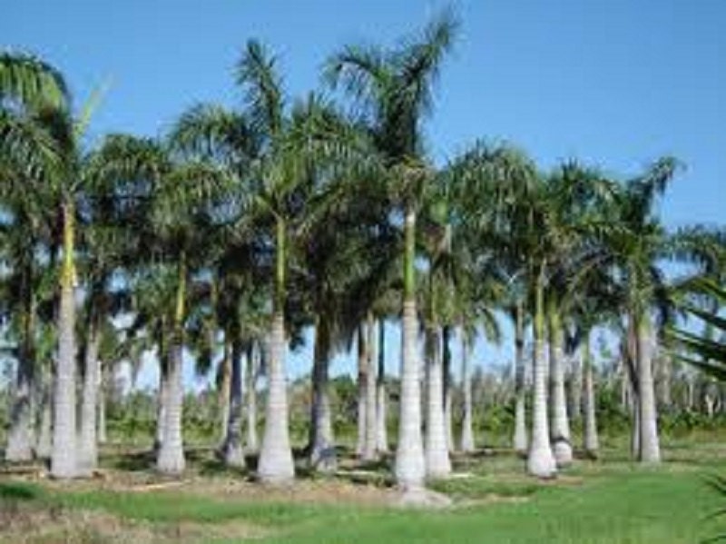 Wholesale Royal Palm Trees For Sale Palmco