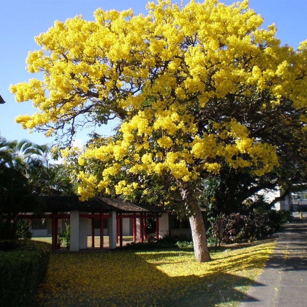 Live Yellow Tabebuia Trees 2 To 3 Feet Tall 1 Gallon, Flowering Trees