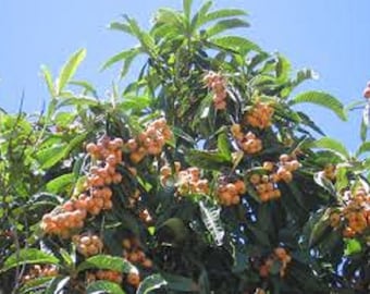 Live Grafted 'Big Jim' Loquat Trees 2 To 3 Feet Tall 1 Gallon, No Shipping To California