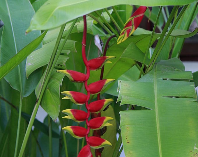 Live Red Lobster Claw Heliconia Rhizomes heliconia Rostrata Etsy