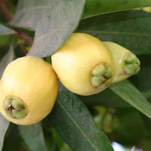 Live Rare Rose Apple Trees 2 To 3 Feet Tall 1 Gallon Does Not Ship To California