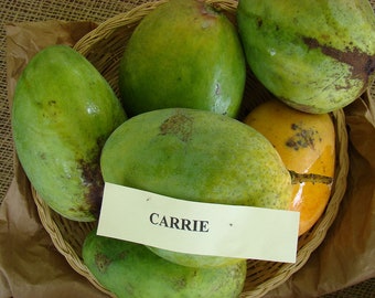 Live 'Carrie' Mango Trees Grafted One Gallon Does Not Ship To California