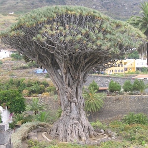 Rare Live Dragons Blood Trees 1 Gallon Does Not Ship To California