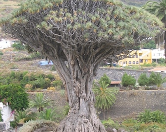 Rare Live Dragons Blood Trees 1 Gallon Does Not Ship To California