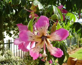 Live Floss Silk/Kapok Trees, Flowering Trees 1 Gallon 2 To 3 Feet Tall!!!