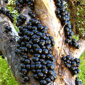 Rare Live 'Sabara' Jaboticaba, Brazilian Grape Tree, 1 Gallon, Does Not Ship To California