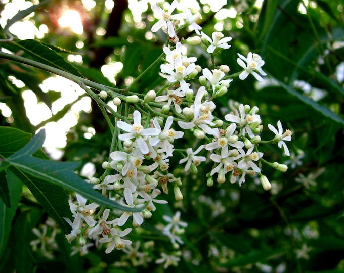Live Neem Trees, Amazing Useful Trees, 2 to 3 Feet Tall, 1 Gallon does Not Ship to California Etsy