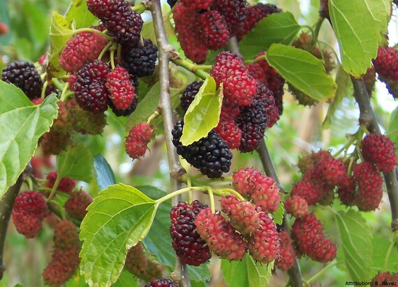 Live Rare 'issai' Everbearing Mulberry Bush 1 Gallon 2 - Etsy