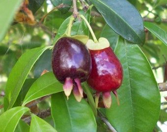 Live Cherry Of The Rio Grande Fruit Trees 1 Gallon 2 To 3 Feet Tall Does Not Ship To California