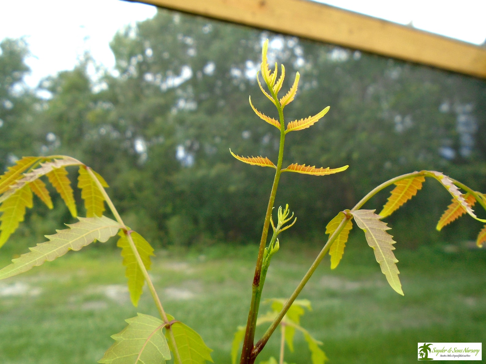 Live Neem Trees Amazing Useful Trees 2 to 3 Feet Tall 1 Etsy