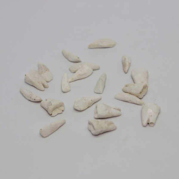 Resin cast human teeth - 20 pack