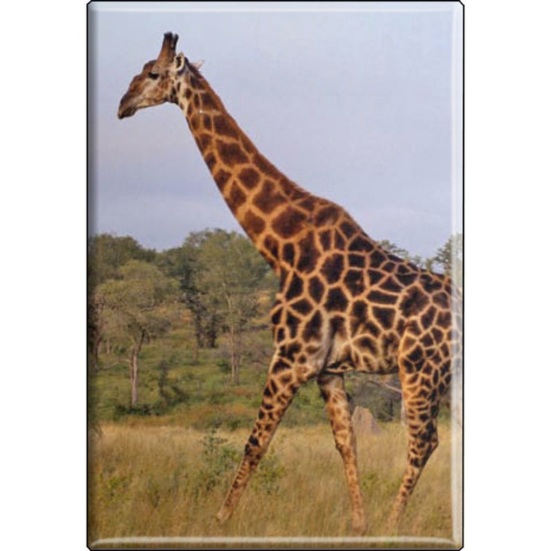 Magnet Wild Animals Giraffe Size approx. 8 x 5.5 cm 37039 Kitchen Magnet Animal Magnet image 1