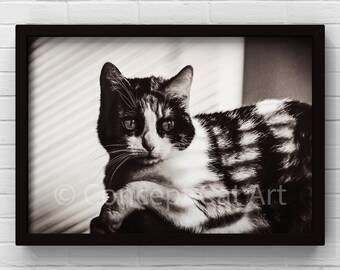 Black and white photo print on paper for wall decoration Retro Cat portrait Original handmade limited edition Animal lover gift idea card