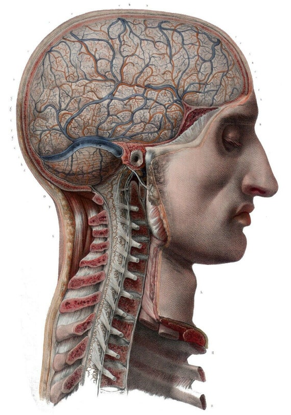 Human Anatomy Illustration Art Print Poster Unframed 8x10 or Biology Diagrams