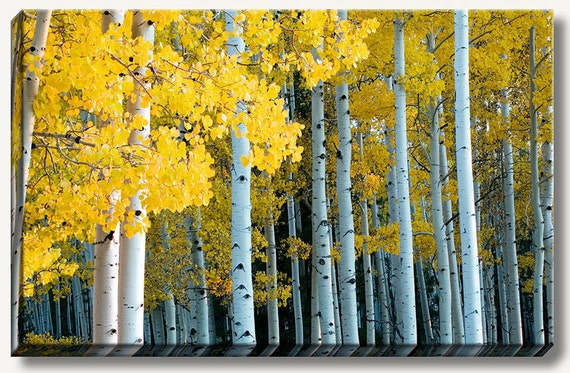 Forest of yellow Aspen trees during fall foliage and the changing of the leaves. Canvas art gallery wrapped landscape art decor photograph.
