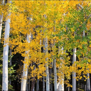 Yellow Aspen trees during fall colors and the changing of the leaves.  The colorful golden yellow foliage Aspen landscape full of color.