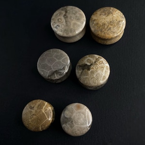 May include: Six round, fossilized coral plugs in various shades of brown and beige. The plugs are arranged in a semi-circle on a black background.