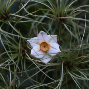 Flower dread beads. Narcissus dread bead. Hippie beads dread bead. Boho dreadlock bead