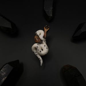 May include: A white and brown snake with black spots curled up on a black background. The snake is surrounded by black crystals.