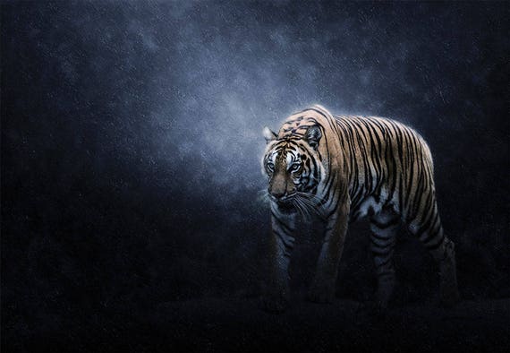 Dark Tiger - Wallpaper, High Definition, High Quality, Widescreen