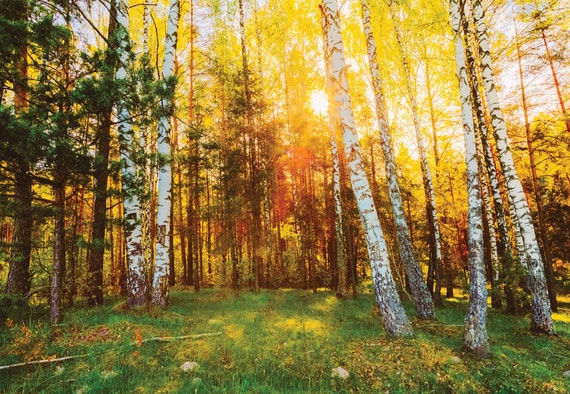 Grand Papier peint pour murs intérieurs vert automne forêt-Arbres Photo papier peint Grand Papier peint pour murs intérieurs vert automne forêt-Arbres Photo papier peint