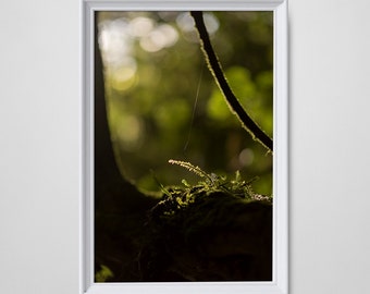 Forest Photograph Print, Spiderweb Photography Print, Print Home Decor, New Zealand Photo Print, Marokopa Falls Photograph Print, Wall Decor