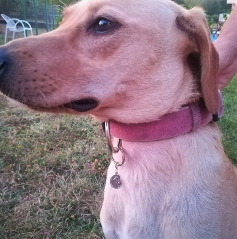 patron collar martingale